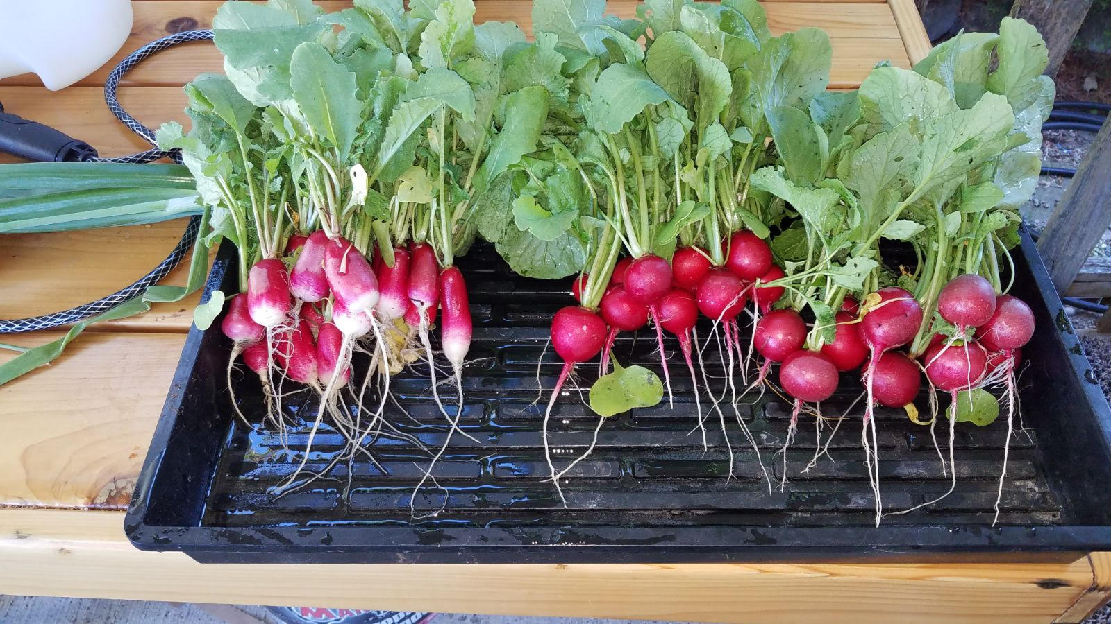 radish611.jpg