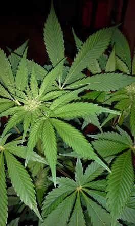 unnamed9_zpse740e2a3.jpg