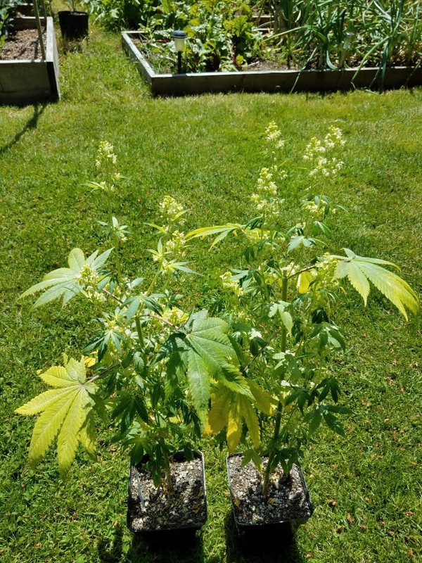 maleflower.jpg