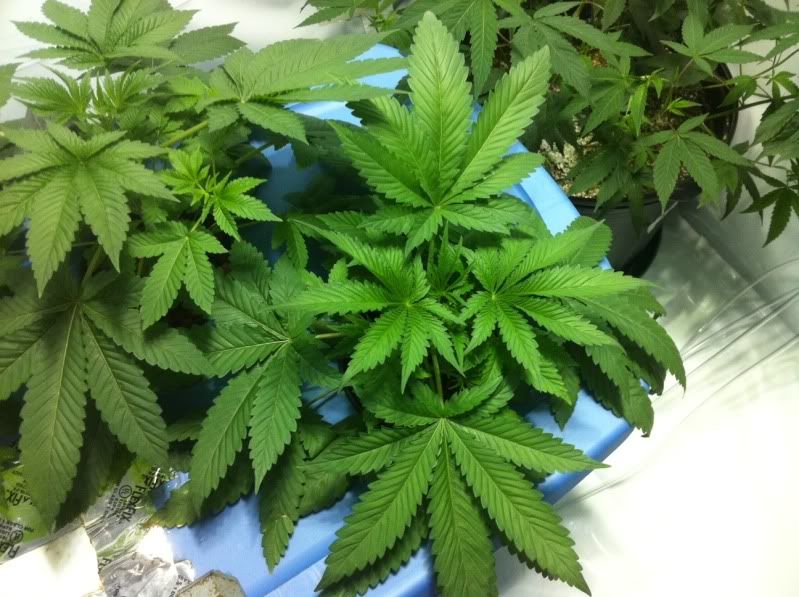 plant3big.jpg
