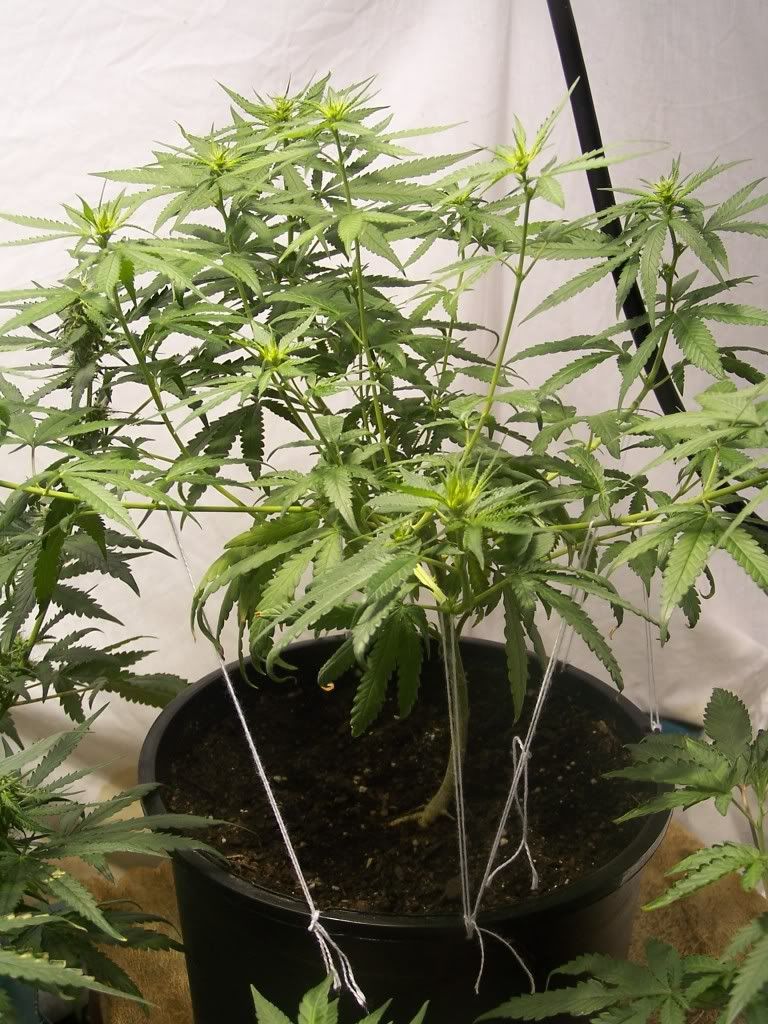 July21picsofcrop001.jpg