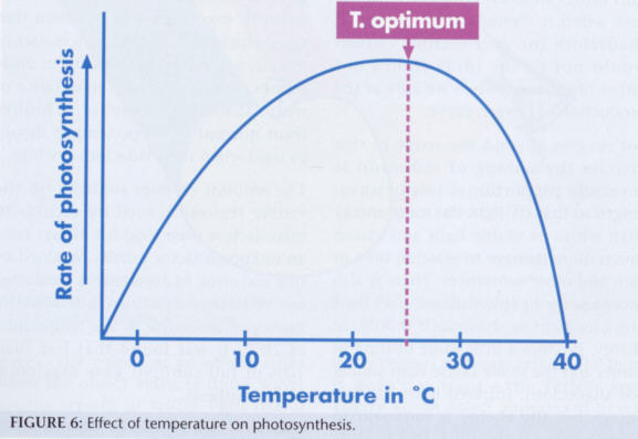 optimum%20temperature%20affecting%20photosynthesis.jpg