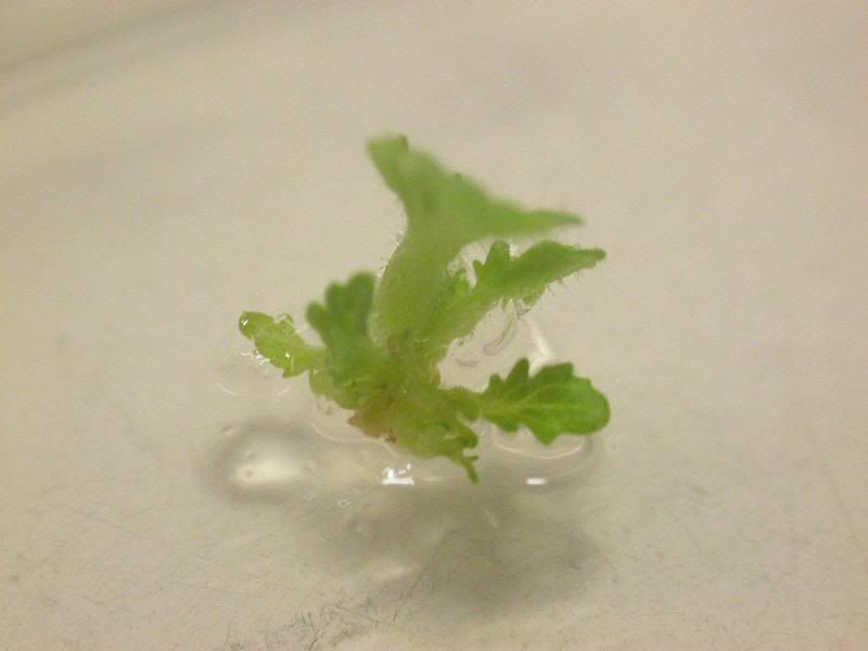 DSCN7978.jpg