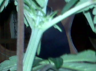 IMG00034.jpg