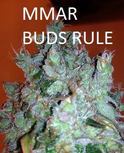BUDPORN012_zps1e0c9956.jpg