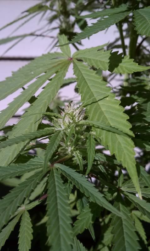 IMAG0536.jpg