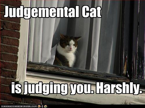 judge+3cat.jpeg