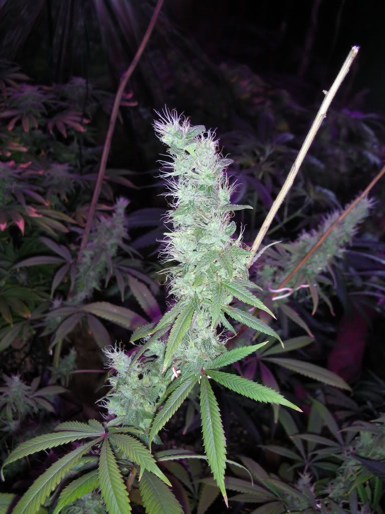 DSCN3025.jpg