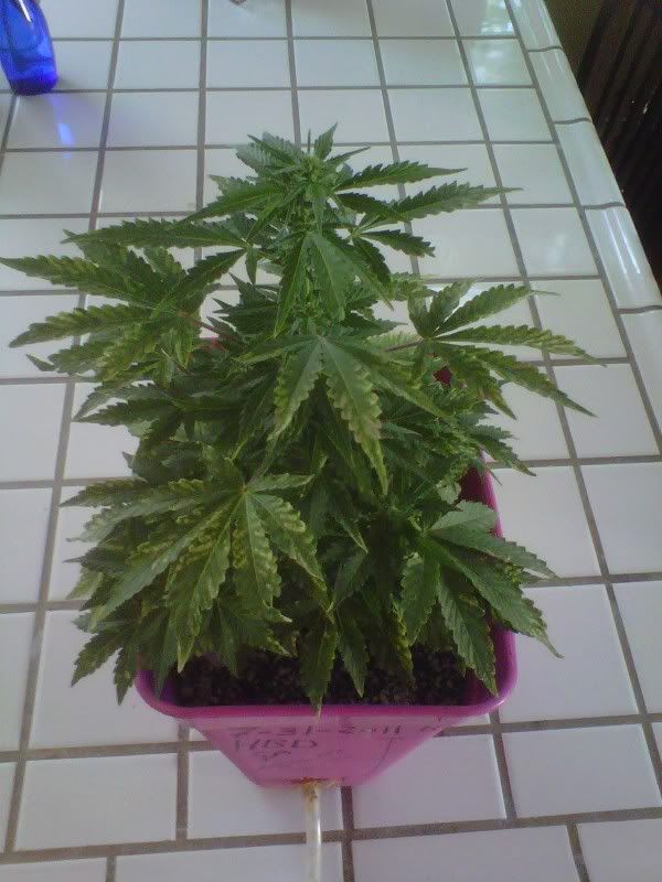 hbdfemalepollinated1weekago34daysold.jpg