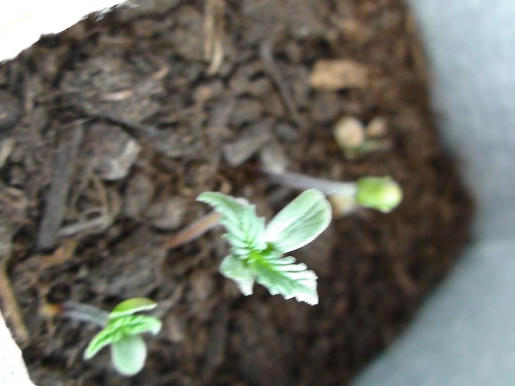 DSC00688.jpg