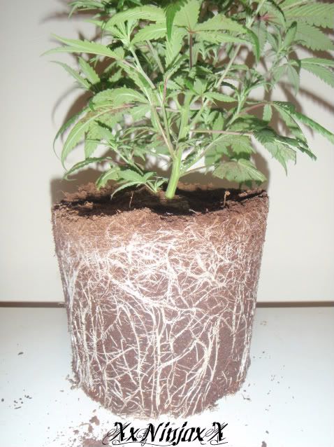 BCRoots15thMay2010.jpg