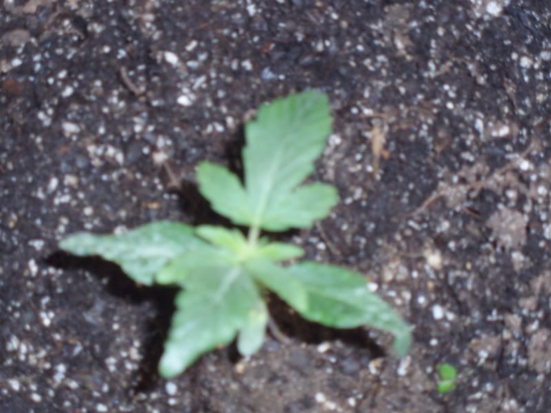 P1010740.jpg