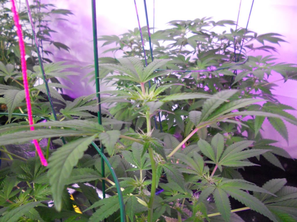 G13_Day24f_2.jpg