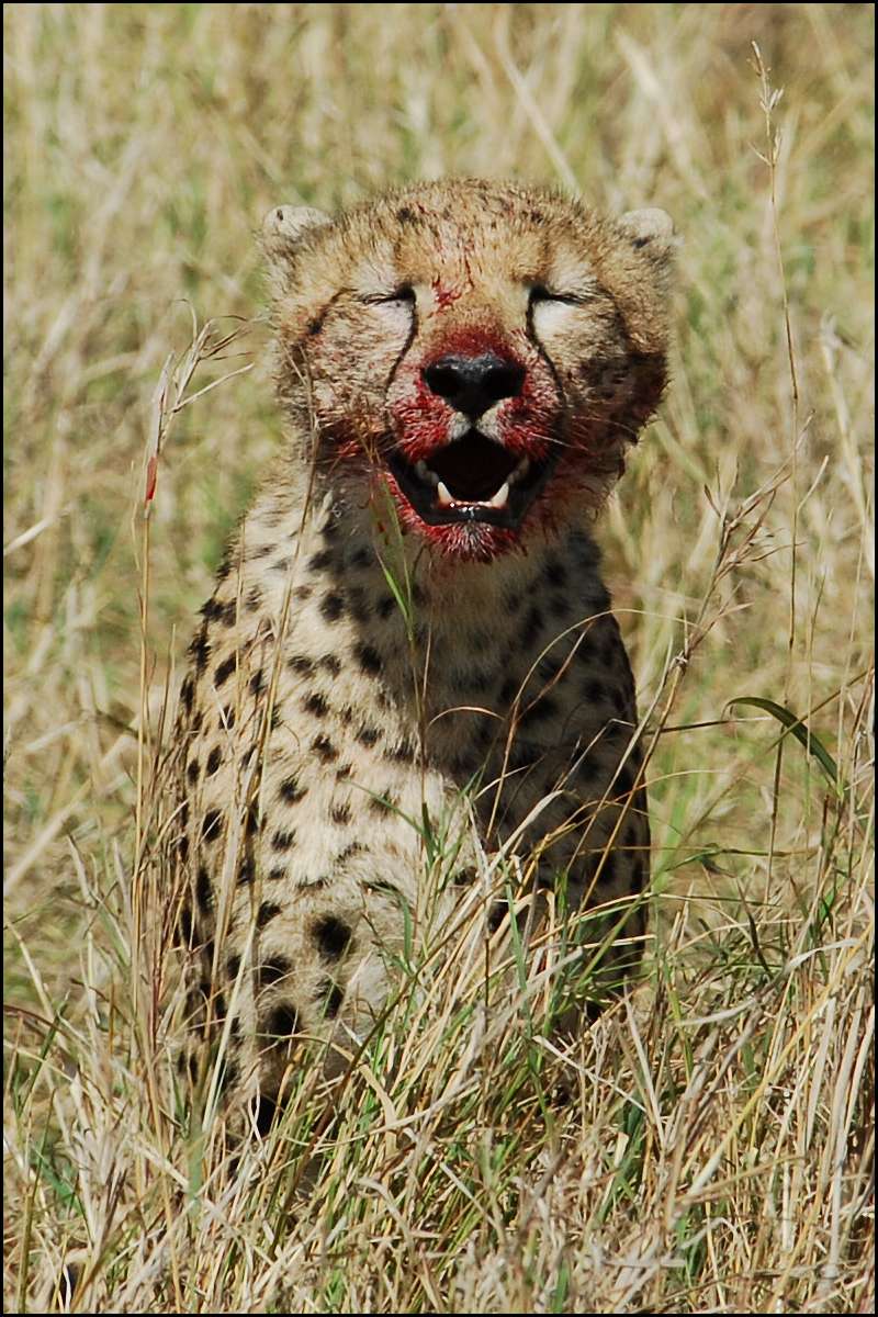 2545-cheetah-blood.jpg