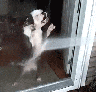 dog-6.gif