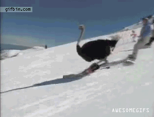 gifs_04.gif