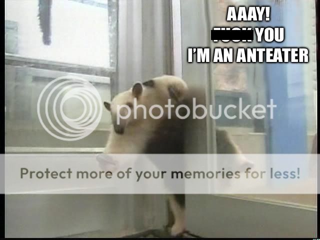 anteater.jpg