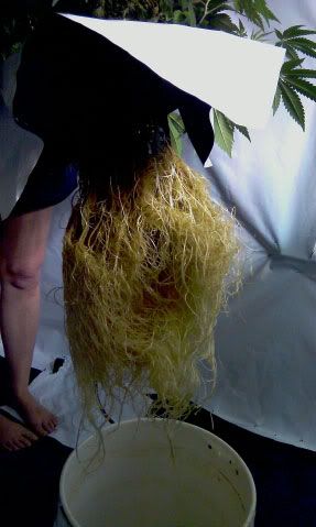 5-gallon-roots-opt.jpg