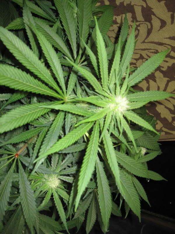 Q2_topclose_bushy.jpg