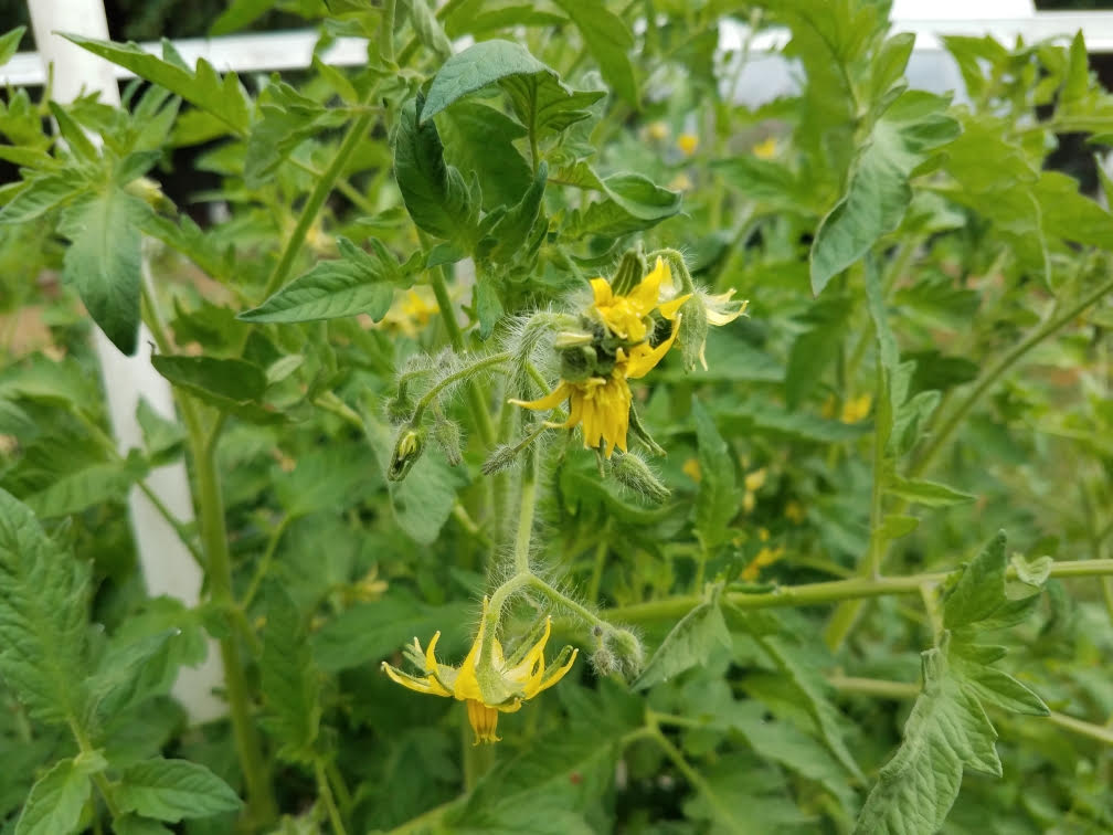 tomatofasc.jpg