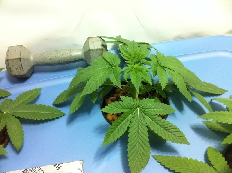 plant1.jpg
