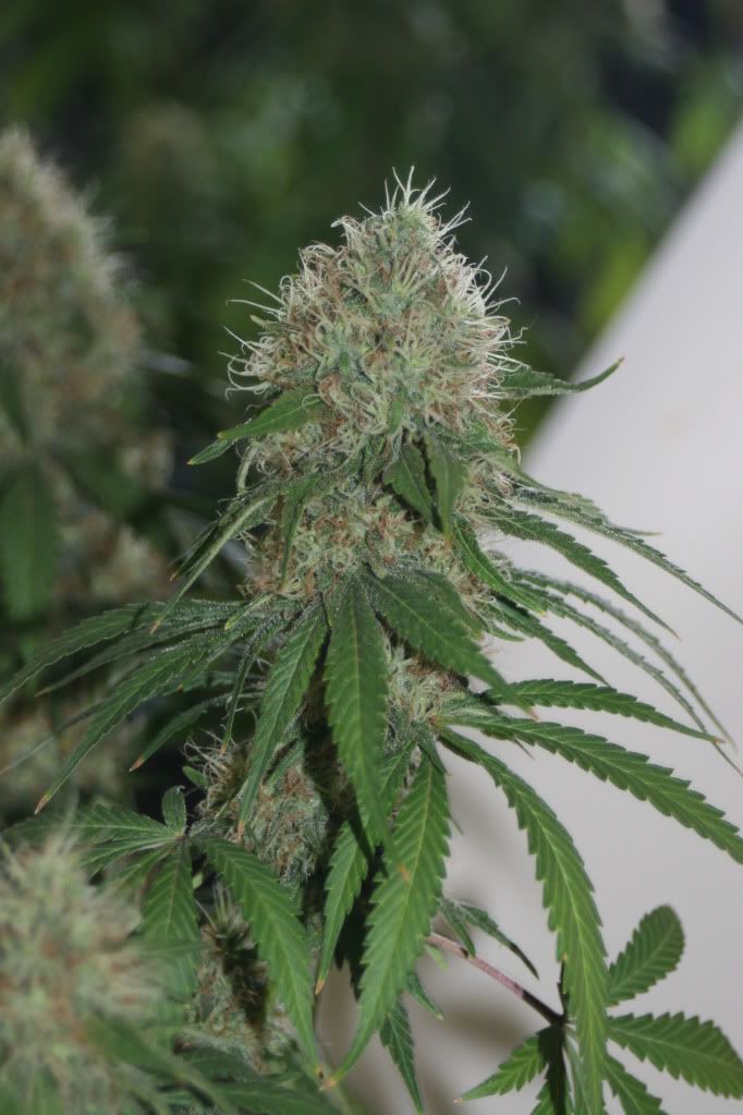 frosty041.jpg