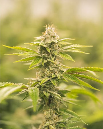 www.growerschoiceseeds.com