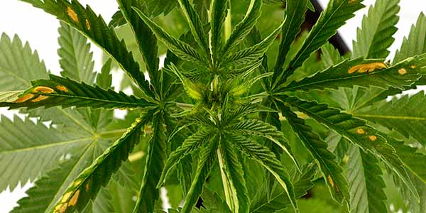 www.ilovegrowingmarijuana.com