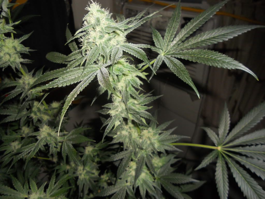 DSCN5579.jpg