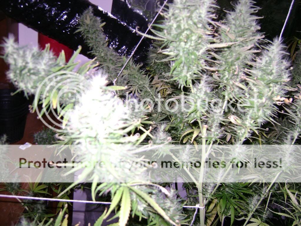 plantproblems078.jpg