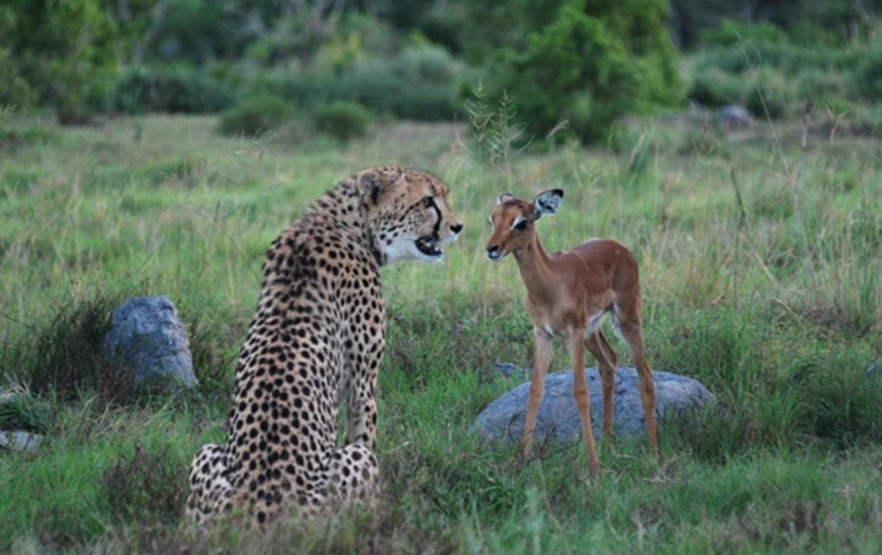 cheetah-and-impala.jpg