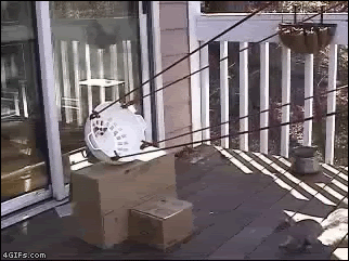 1215squirrel_launcher.gif