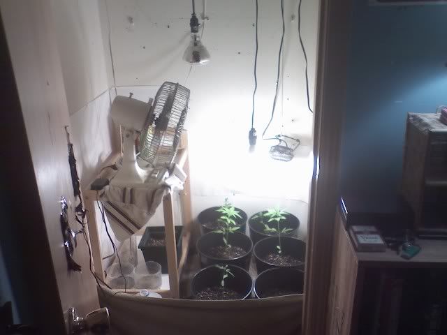 Overviewnewcfls.jpg