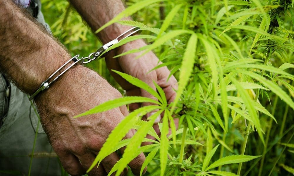 www.marijuanamoment.net