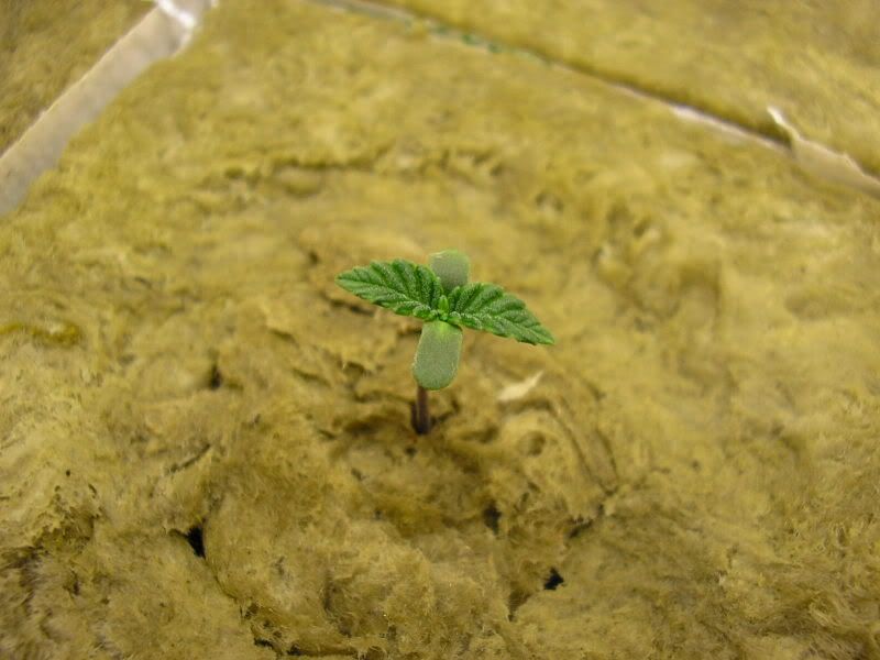 P1010002.jpg