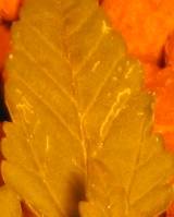 1134Leaf-minors4-MISC.jpg