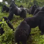 gorillafund.org