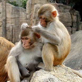 monkey_rhesusx2350.jpg