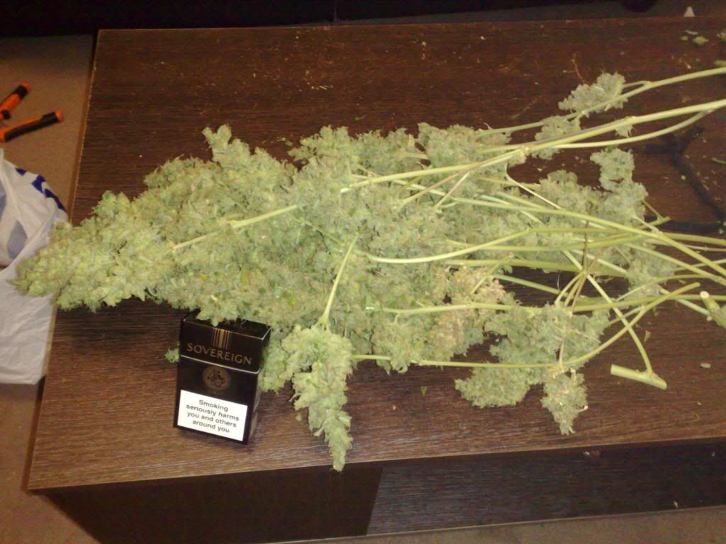 trim006.jpg