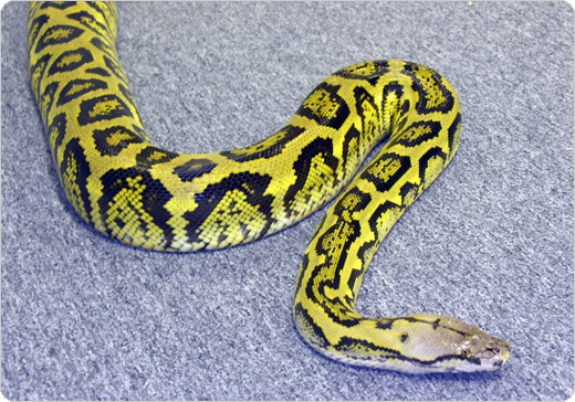 Jungle-Reticulated-Python.png