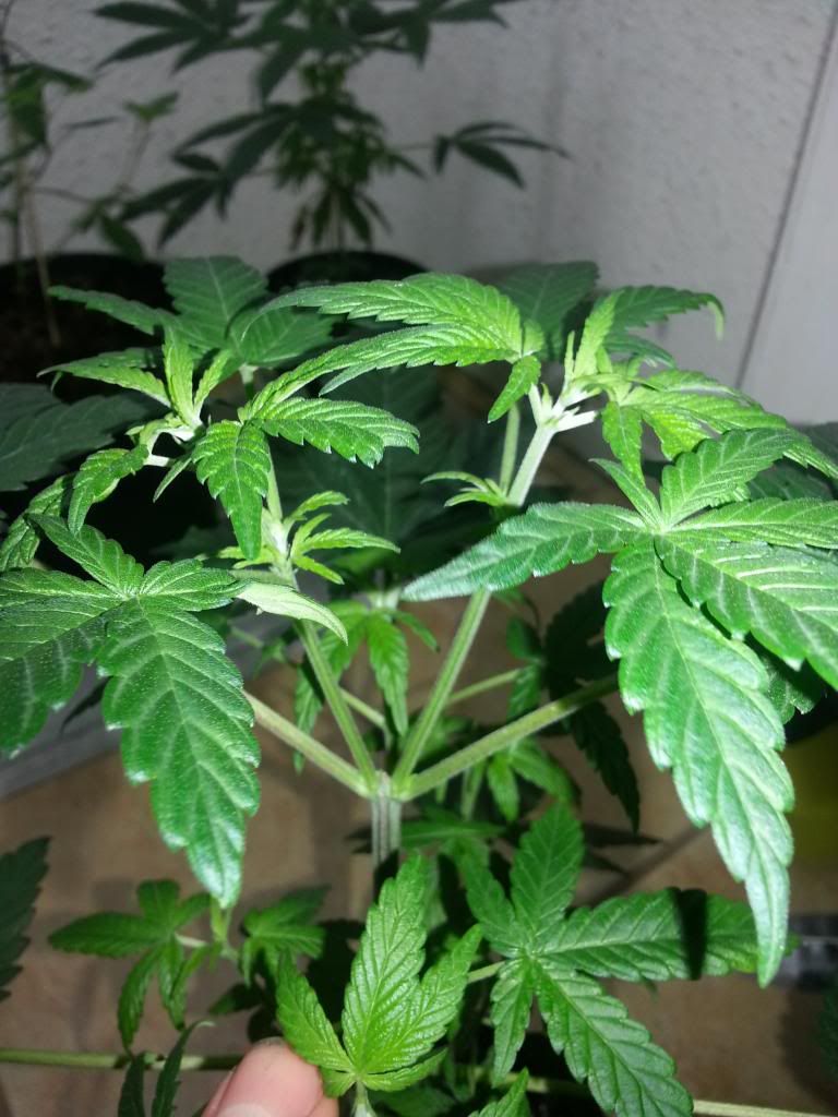 PurpleTop_zps747407f9.jpg