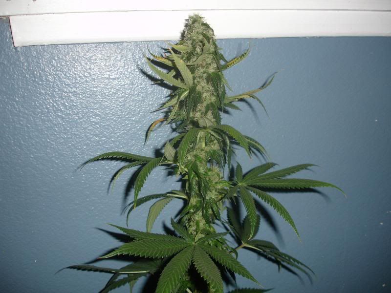 vsdewr5sd6sdft4w013.jpg