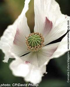 2225-opium-poppy.jpg