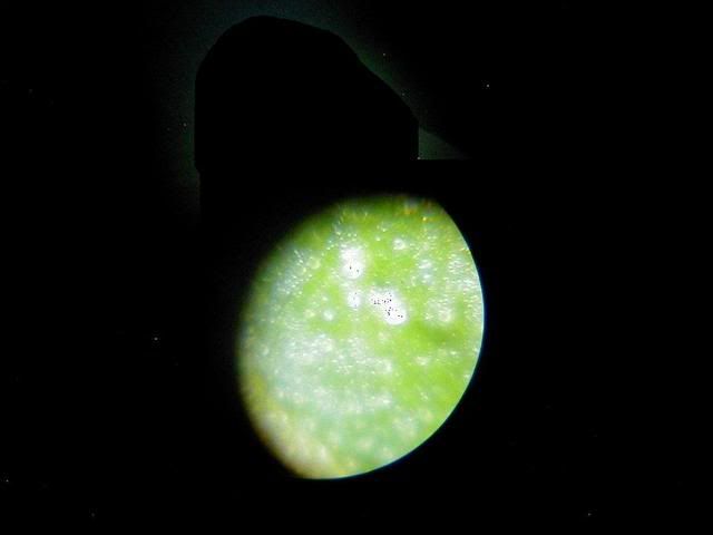 microshots0177.jpg