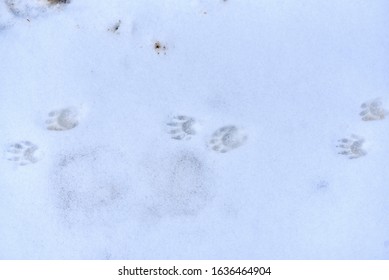 line-raccoon-tracks-snow-260nw-1636464904.jpg