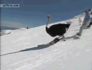 SCwMf.gif