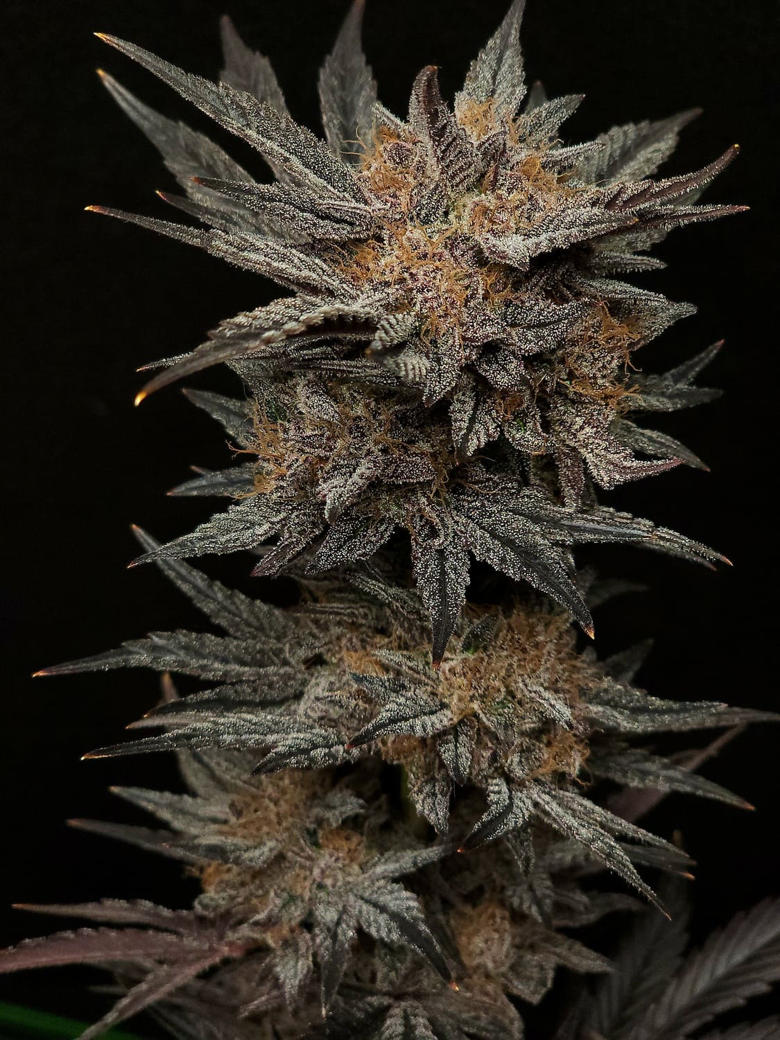 mephistogenetics.com