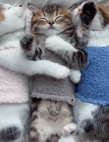 gifs_17.gif