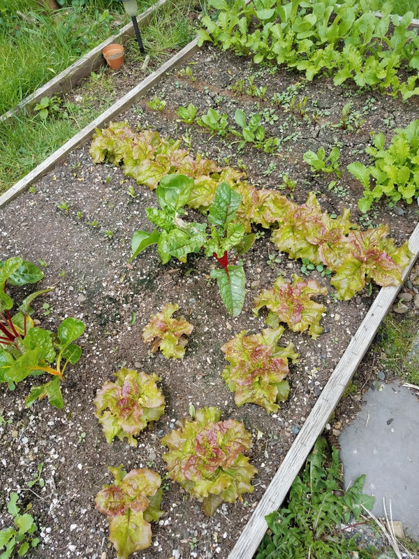 lettuce51.jpg