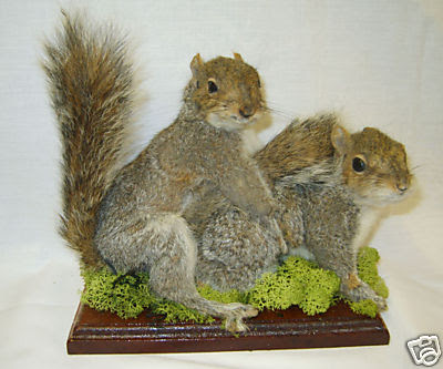 amoroussquirrels.jpg